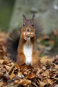 Red Squirrel - with hazel nut in mouth, autumn