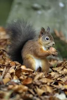 Red Squirrel - with hazel nut in mouth, autumn