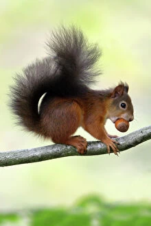 Food In Mouth Collection: Red Squirrel - with hazel nut in mouth on branch, Northumberland, England
