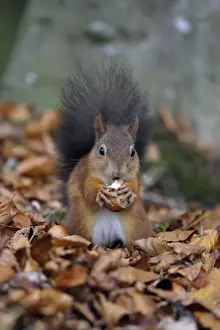 Red Squirrel- with hazel nut in mouth, Northumberland, autumn, England