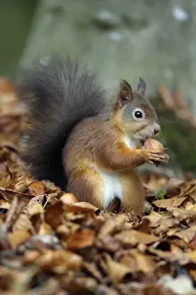 Red Squirrel- with hazel nut in mouth, Northumberland, autumn, England