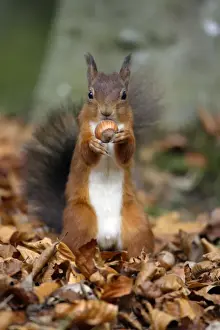 Red Squirrel- with hazel nut in mouth Northumberland autumn England