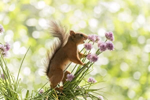 Sciuridae Collection: Red Squirrel hold chives flowers with open mouth