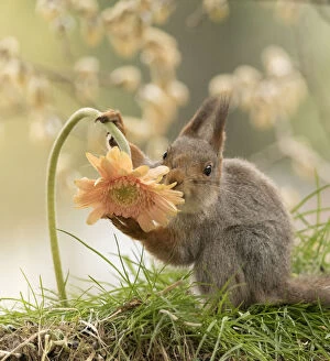 Images Dated 18th May 2021: Red Squirrel hold an orange Gerbera flower Date: 16-05-2021