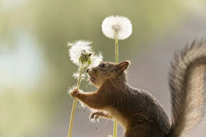 Blow Gallery: Red Squirrel hold stem with dandelion seeds     Date: 09-06-2021