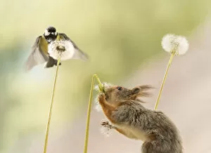 Blow Gallery: Red Squirrel hold a stem from dandelion with seeds and tit flies     Date: 10-06-2021