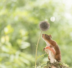 Red Squirrel hold a toadstool looking at a globe-thistle, Date: 21-08-2021