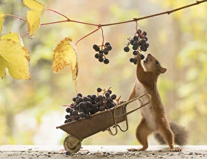 Red Squirrel hold a wheelbarrow with grapes Date: 02-10-2021