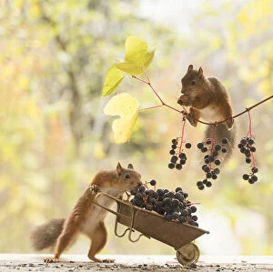 Images Dated 3rd October 2021: Red Squirrel hold a wheelbarrow with grapes Date: 02-10-2021