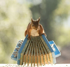 Red Squirrel holding a accordion Date: 28-07-2021
