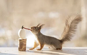 Images Dated 17th March 2021: Red Squirrel holding a axe in mouth on a egg