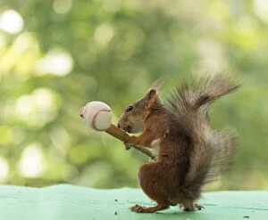 Images Dated 15th July 2021: Red Squirrel holding a baseball bat