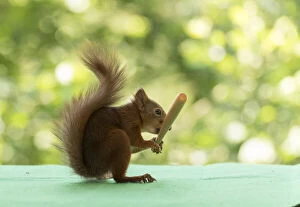 Images Dated 15th July 2021: Red Squirrel holding a baseball bat