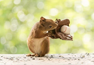 Images Dated 15th July 2021: Red Squirrel holding a baseball glove
