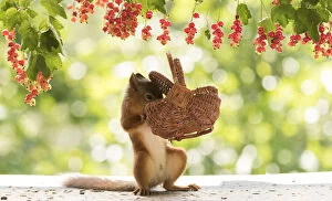 Images Dated 25th July 2021: Red Squirrel holding a basket Date: 24-07-2021