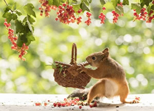 Images Dated 25th July 2021: Red Squirrel holding a basket with red currant