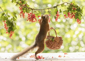 Images Dated 25th July 2021: Red Squirrel holding a basket with red currant
