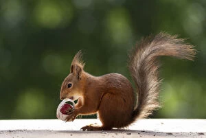 Animals In The Wild Gallery: red squirrel is holding an basket with Strawberry     Date: 08-06-2018