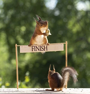 Images Dated 27th February 2021: Red Squirrel are holding a bell with a finish sign Date: 11-06-2018