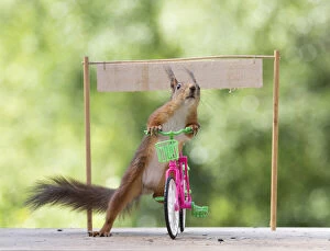 Images Dated 27th February 2021: Red squirrel holding a bicycle with a sign Date: 11-06-2018