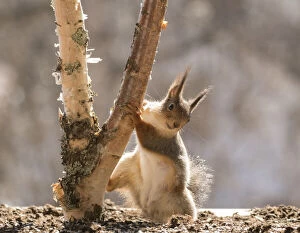 Images Dated 19th April 2021: Red Squirrel holding a birch tree