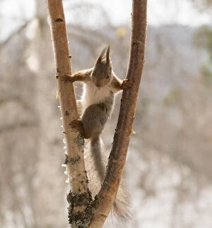Birch Gallery: Red Squirrel holding a birch tree     Date: 21-04-2021