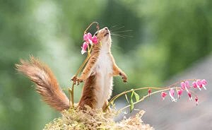 red squirrel is holding a bleeding heart flower Date: 22-06-2018
