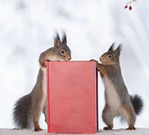Animal Wildlife Gallery: Red Squirrel holding an book without text Date: 23-01-2021