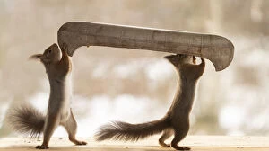 Images Dated 27th February 2021: Red Squirrel holding an canoe Date: 27-02-2021