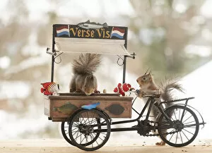Images Dated 24th February 2021: red squirrel is holding a cargo bike with fish another drops a fish Date: 24-02-2021