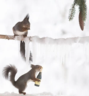 Images Dated 4th March 2021: Red squirrel is holding champagne bottle another is on a ice branch Date: 16-02-2021