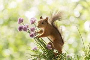 Eurasian Red Squirrel Gallery: Red Squirrel is holding chives flowers Date: 28-06-2021