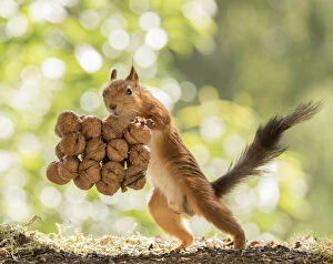 Images Dated 27th June 2021: Red Squirrel holding a couple of walnuts