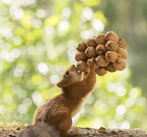 Images Dated 27th June 2021: Red Squirrel holding a couple of walnuts Date: 27-06-2021