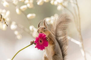 Images Dated 8th May 2021: Red Squirrel is holding a daisy