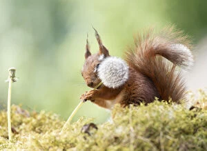 Images Dated 27th February 2021: Red Squirrel is holding a dandelion stem with seeds Date: 10-06-2018