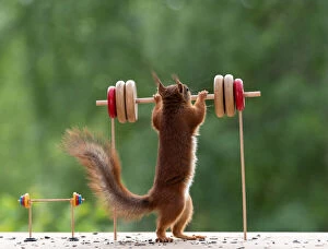 red squirrel is holding a dumbbell Date: 20-06-2018