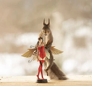 Images Dated 28th February 2021: Red Squirrel holding on to a fairy Date: 27-02-2021