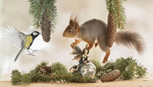 Magic Collection: Red Squirrel is holding on to a fairy a great tit is flying