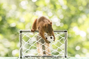 Images Dated 13th July 2021: Red Squirrel is holding a football Date: 12-07-2021