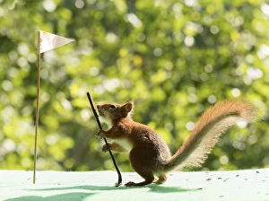 Images Dated 30th July 2021: red squirrel holding a Golf club