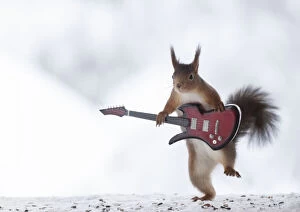 Squirrels Collection: red squirrel holding a guitar