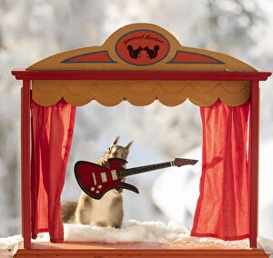 Show Collection: red squirrel holding an guitar standing in a theatre