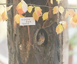 Images Dated 4th September 2021: red Squirrel holding a home for rent sign Date: 03-09-2021