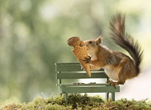 Images Dated 4th July 2021: Red squirrel is holding a icecream Date: 03-07-2021