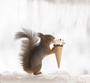 Images Dated 4th March 2021: Red squirrel is holding a icecream Date: 17-02-2021