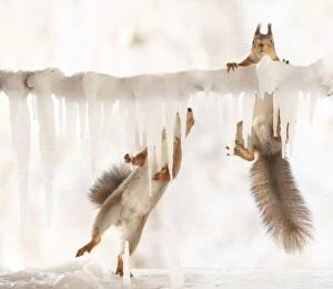 Images Dated 4th March 2021: Red squirrel is holding an icicle another climbing above Date: 13-02-2021