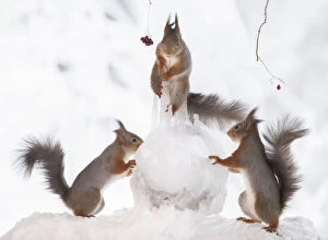 Images Dated 27th February 2021: Red Squirrel holding a icicle and ice ball Date: 25-01-2021