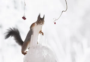 Images Dated 27th February 2021: Red Squirrel is holding a icicle and looking away Date: 24-01-2021