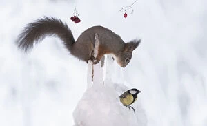 Images Dated 27th February 2021: Red Squirrel is holding an icicle and looking at a great tit Date: 25-01-2021